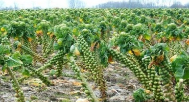 Pěstování a péče o růžičkovou kapustu venku